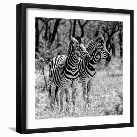 Awesome South Africa Collection Square - Two Burchell's Zebras B&W-Philippe Hugonnard-Framed Photographic Print