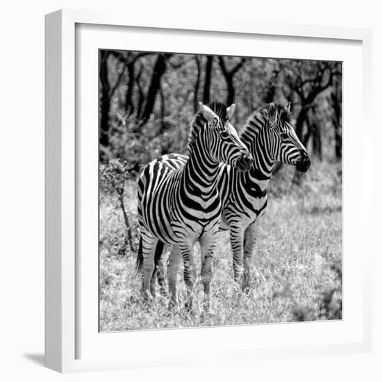 Awesome South Africa Collection Square - Two Burchell's Zebras B&W-Philippe Hugonnard-Framed Photographic Print