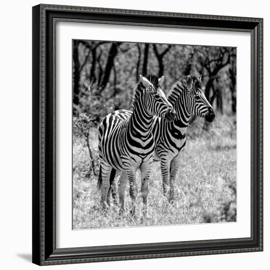 Awesome South Africa Collection Square - Two Burchell's Zebras B&W-Philippe Hugonnard-Framed Photographic Print