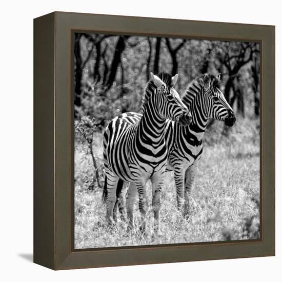 Awesome South Africa Collection Square - Two Burchell's Zebras B&W-Philippe Hugonnard-Framed Premier Image Canvas