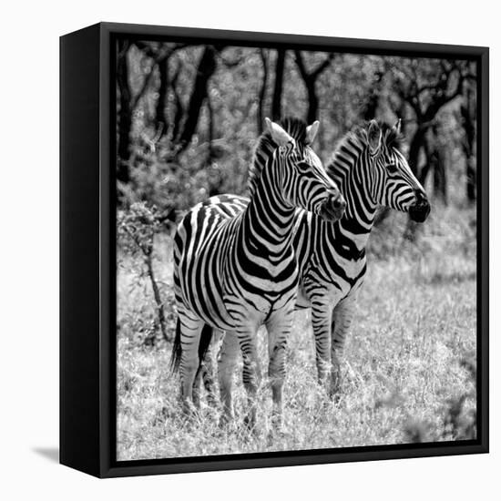 Awesome South Africa Collection Square - Two Burchell's Zebras B&W-Philippe Hugonnard-Framed Premier Image Canvas