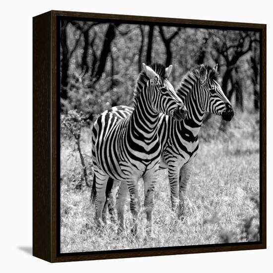 Awesome South Africa Collection Square - Two Burchell's Zebras B&W-Philippe Hugonnard-Framed Premier Image Canvas