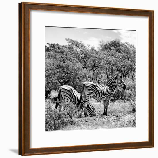 Awesome South Africa Collection Square - Two Burchell's Zebras II B&W-Philippe Hugonnard-Framed Photographic Print