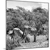 Awesome South Africa Collection Square - Two Burchell's Zebras II B&W-Philippe Hugonnard-Mounted Photographic Print