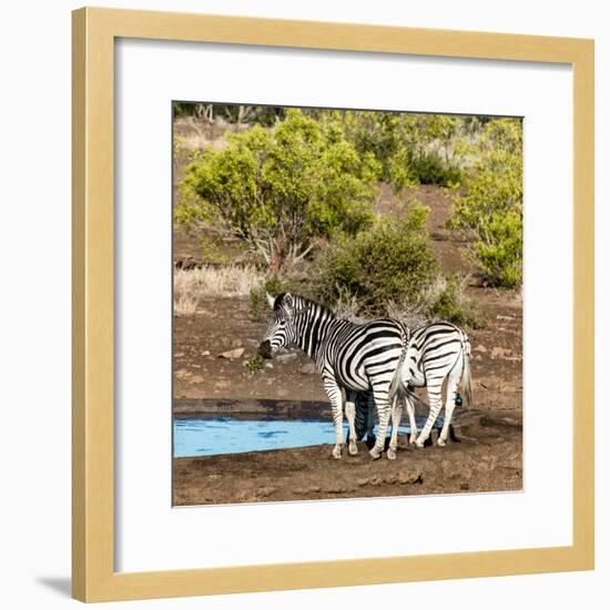 Awesome South Africa Collection Square - Two Burchell's Zebras III-Philippe Hugonnard-Framed Photographic Print