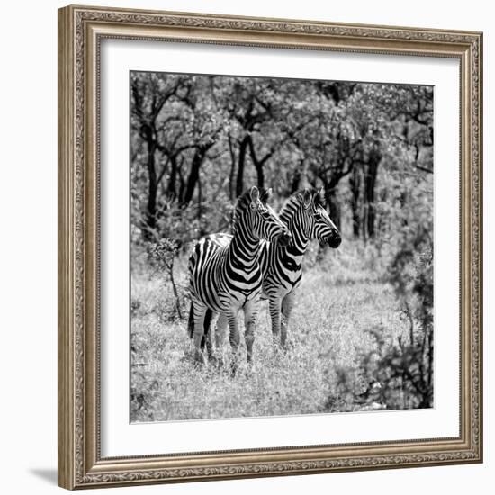 Awesome South Africa Collection Square - Two Common Zebras B&W-Philippe Hugonnard-Framed Photographic Print