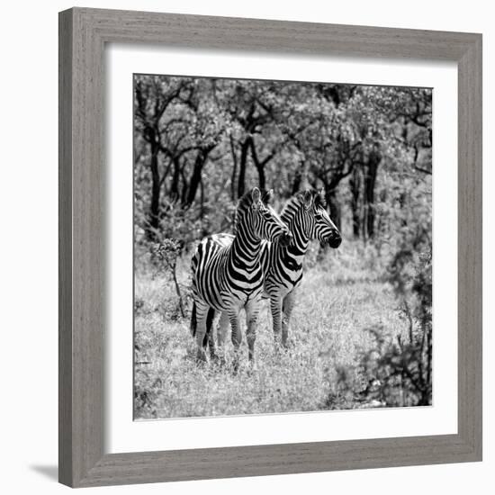 Awesome South Africa Collection Square - Two Common Zebras B&W-Philippe Hugonnard-Framed Photographic Print