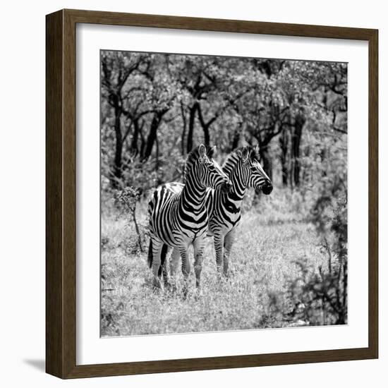 Awesome South Africa Collection Square - Two Common Zebras B&W-Philippe Hugonnard-Framed Photographic Print