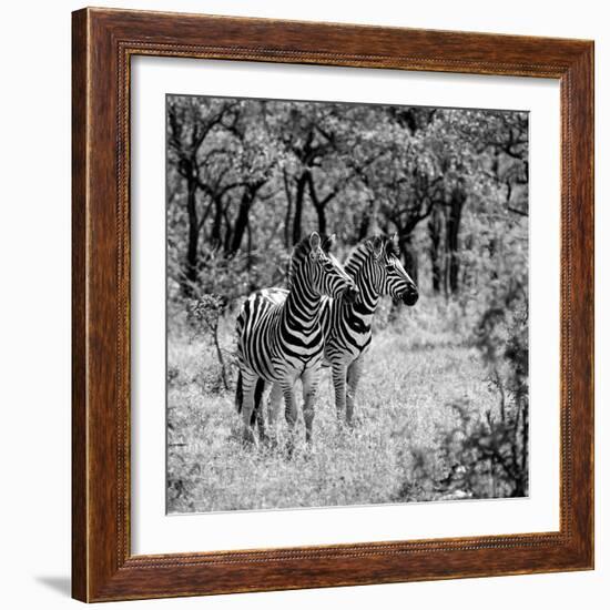 Awesome South Africa Collection Square - Two Common Zebras B&W-Philippe Hugonnard-Framed Photographic Print