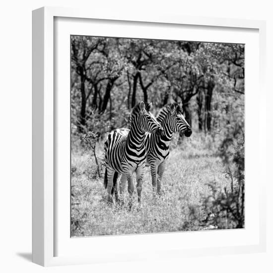 Awesome South Africa Collection Square - Two Common Zebras B&W-Philippe Hugonnard-Framed Photographic Print