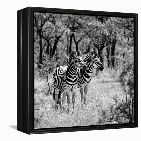 Awesome South Africa Collection Square - Two Common Zebras B&W-Philippe Hugonnard-Framed Premier Image Canvas