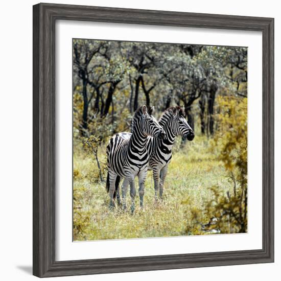 Awesome South Africa Collection Square - Two Common Zebras-Philippe Hugonnard-Framed Photographic Print