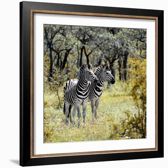 Awesome South Africa Collection Square - Two Common Zebras-Philippe Hugonnard-Framed Photographic Print