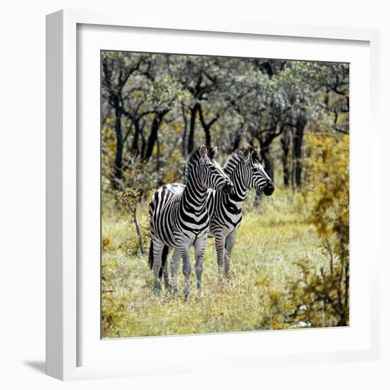 Awesome South Africa Collection Square - Two Common Zebras-Philippe Hugonnard-Framed Photographic Print