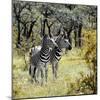 Awesome South Africa Collection Square - Two Common Zebras-Philippe Hugonnard-Mounted Photographic Print