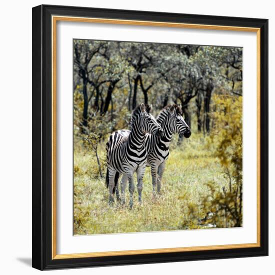 Awesome South Africa Collection Square - Two Common Zebras-Philippe Hugonnard-Framed Photographic Print