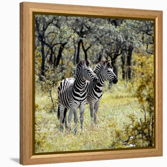 Awesome South Africa Collection Square - Two Common Zebras-Philippe Hugonnard-Framed Premier Image Canvas