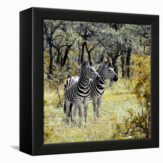 Awesome South Africa Collection Square - Two Common Zebras-Philippe Hugonnard-Framed Premier Image Canvas