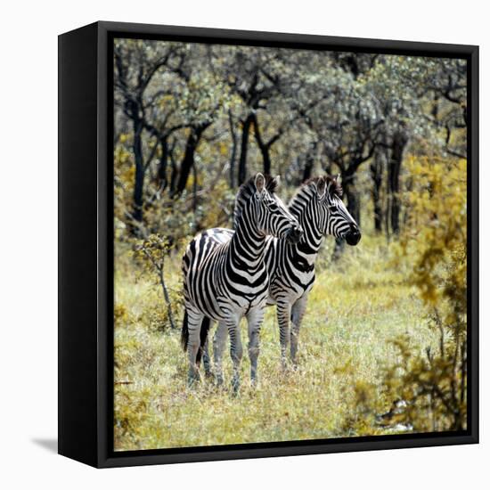 Awesome South Africa Collection Square - Two Common Zebras-Philippe Hugonnard-Framed Premier Image Canvas