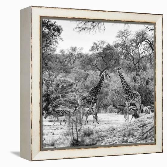 Awesome South Africa Collection Square - Two Giraffes and Herd of Zebras B&W-Philippe Hugonnard-Framed Premier Image Canvas