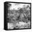 Awesome South Africa Collection Square - Two Giraffes and Herd of Zebras B&W-Philippe Hugonnard-Framed Premier Image Canvas