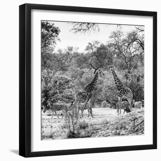 Awesome South Africa Collection Square - Two Giraffes and Herd of Zebras B&W-Philippe Hugonnard-Framed Photographic Print