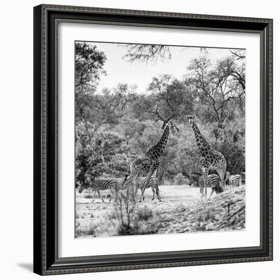 Awesome South Africa Collection Square - Two Giraffes and Herd of Zebras B&W-Philippe Hugonnard-Framed Photographic Print