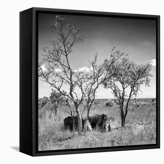 Awesome South Africa Collection Square - Two Rhino sleeping in the Savanna B&W-Philippe Hugonnard-Framed Premier Image Canvas