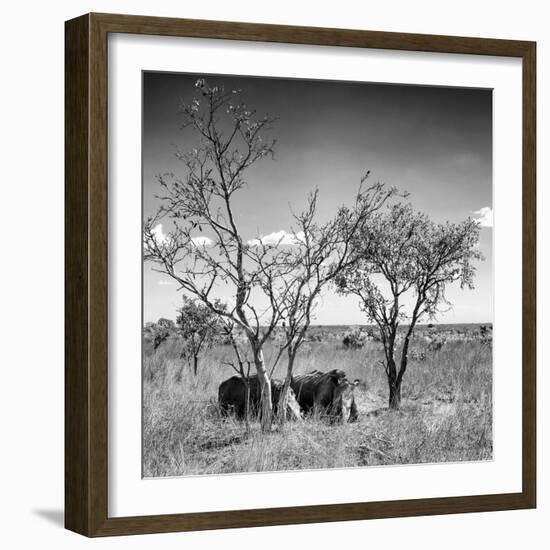 Awesome South Africa Collection Square - Two Rhino sleeping in the Savanna B&W-Philippe Hugonnard-Framed Photographic Print