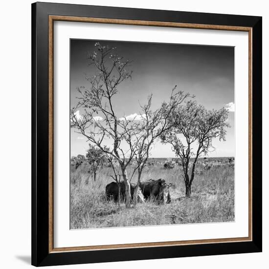 Awesome South Africa Collection Square - Two Rhino sleeping in the Savanna B&W-Philippe Hugonnard-Framed Photographic Print