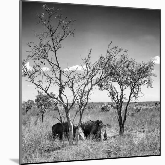 Awesome South Africa Collection Square - Two Rhino sleeping in the Savanna B&W-Philippe Hugonnard-Mounted Photographic Print