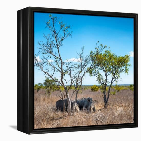 Awesome South Africa Collection Square - Two Rhino sleeping in the Savanna-Philippe Hugonnard-Framed Premier Image Canvas