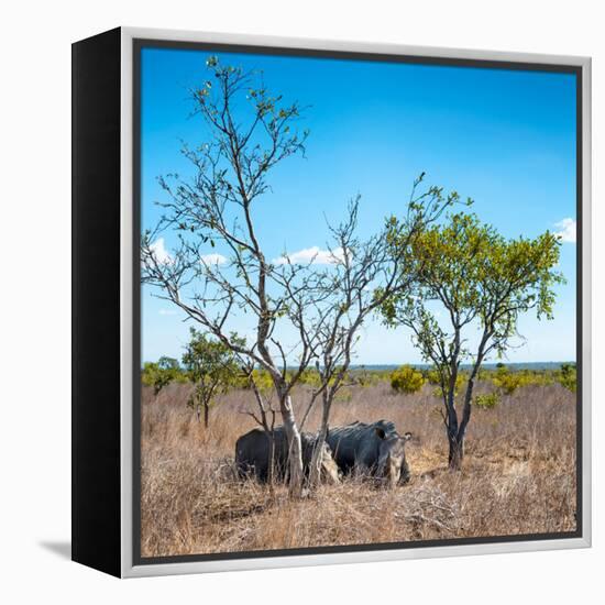 Awesome South Africa Collection Square - Two Rhino sleeping in the Savanna-Philippe Hugonnard-Framed Premier Image Canvas