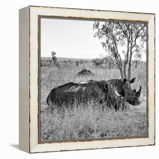 Awesome South Africa Collection Square - Two Rhinoceros sleeping B&W-Philippe Hugonnard-Framed Premier Image Canvas