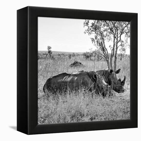 Awesome South Africa Collection Square - Two Rhinoceros sleeping B&W-Philippe Hugonnard-Framed Premier Image Canvas