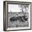 Awesome South Africa Collection Square - Two Rhinoceros sleeping B&W-Philippe Hugonnard-Framed Photographic Print