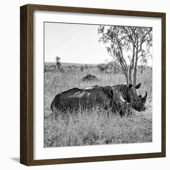 Awesome South Africa Collection Square - Two Rhinoceros sleeping B&W-Philippe Hugonnard-Framed Photographic Print