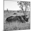 Awesome South Africa Collection Square - Two Rhinoceros sleeping B&W-Philippe Hugonnard-Mounted Photographic Print
