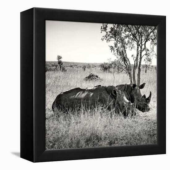 Awesome South Africa Collection Square - Two Rhinoceros sleeping-Philippe Hugonnard-Framed Premier Image Canvas