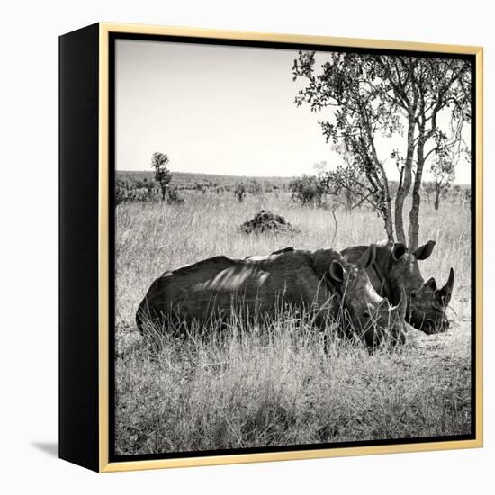 Awesome South Africa Collection Square - Two Rhinoceros sleeping-Philippe Hugonnard-Framed Premier Image Canvas