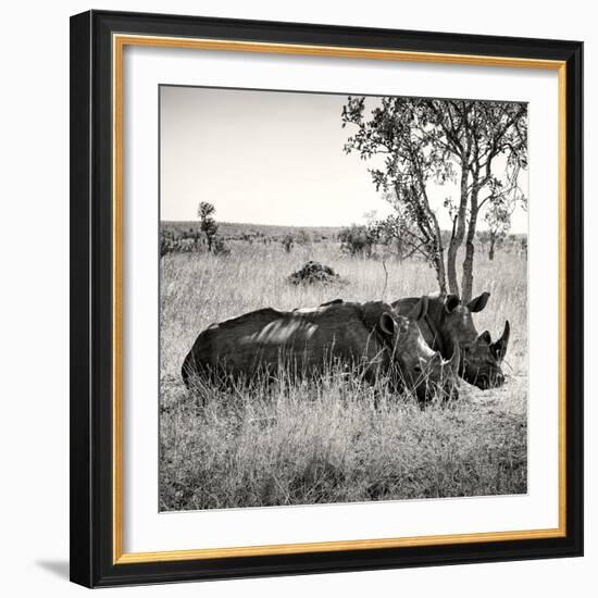 Awesome South Africa Collection Square - Two Rhinoceros sleeping-Philippe Hugonnard-Framed Photographic Print