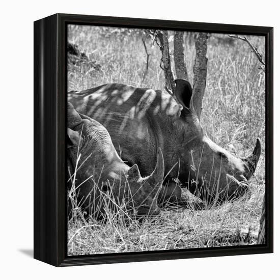 Awesome South Africa Collection Square - Two White Rhinos B&W-Philippe Hugonnard-Framed Premier Image Canvas