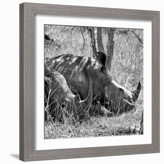 Awesome South Africa Collection Square - Two White Rhinos B&W-Philippe Hugonnard-Framed Photographic Print