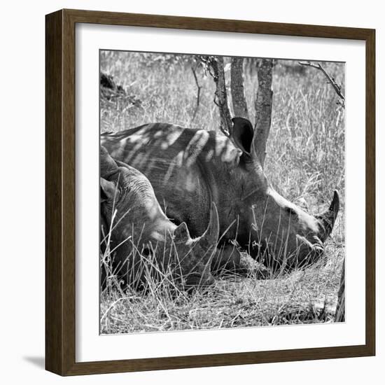 Awesome South Africa Collection Square - Two White Rhinos B&W-Philippe Hugonnard-Framed Photographic Print