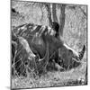 Awesome South Africa Collection Square - Two White Rhinos B&W-Philippe Hugonnard-Mounted Photographic Print