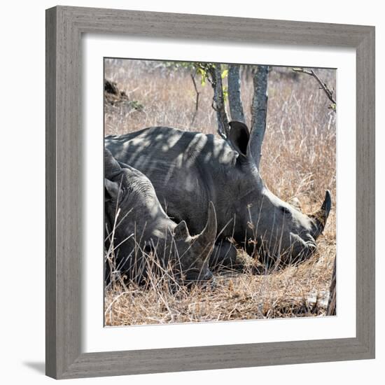 Awesome South Africa Collection Square - Two White Rhinos-Philippe Hugonnard-Framed Photographic Print