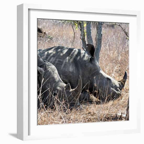 Awesome South Africa Collection Square - Two White Rhinos-Philippe Hugonnard-Framed Photographic Print