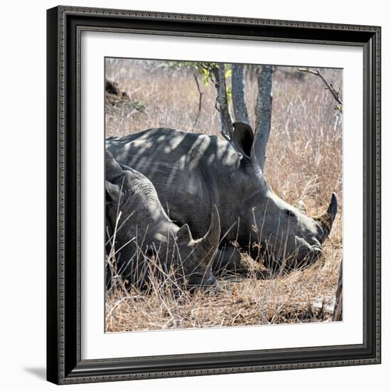 Awesome South Africa Collection Square - Two White Rhinos-Philippe Hugonnard-Framed Photographic Print