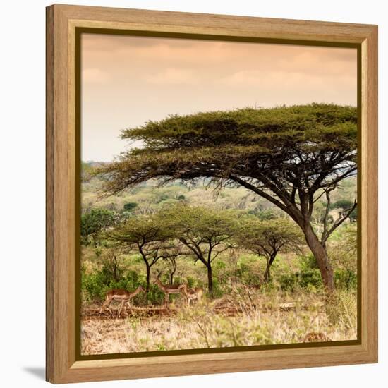 Awesome South Africa Collection Square - Umbrella Acacia Tree at Sunset-Philippe Hugonnard-Framed Premier Image Canvas