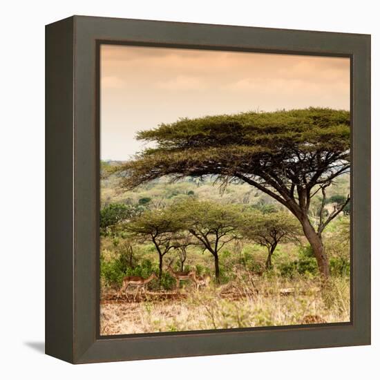 Awesome South Africa Collection Square - Umbrella Acacia Tree at Sunset-Philippe Hugonnard-Framed Premier Image Canvas